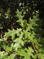 Image of Dalechamp's Oak