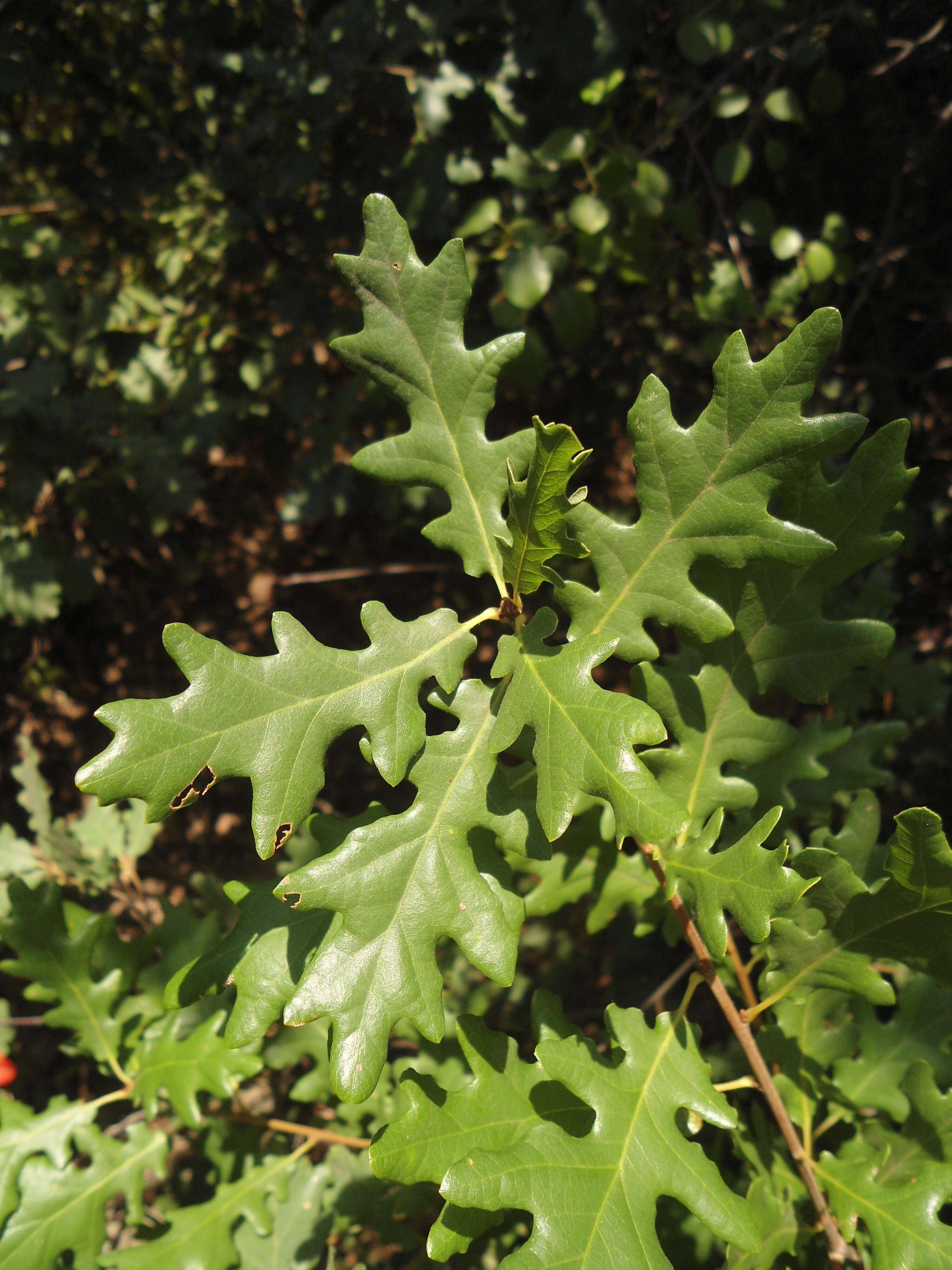 Image of Dalechamp's Oak