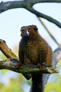 Image of Red-bellied Lemur