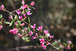 Image of Australian Native Rose