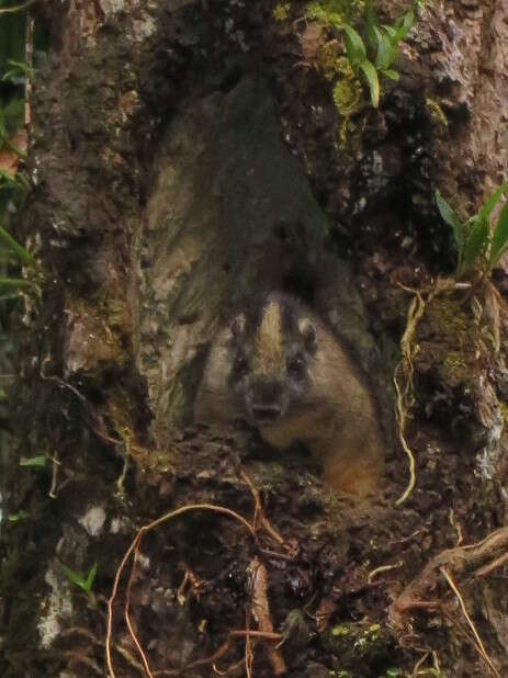 Image of yellow-crowned brush-tailed rat