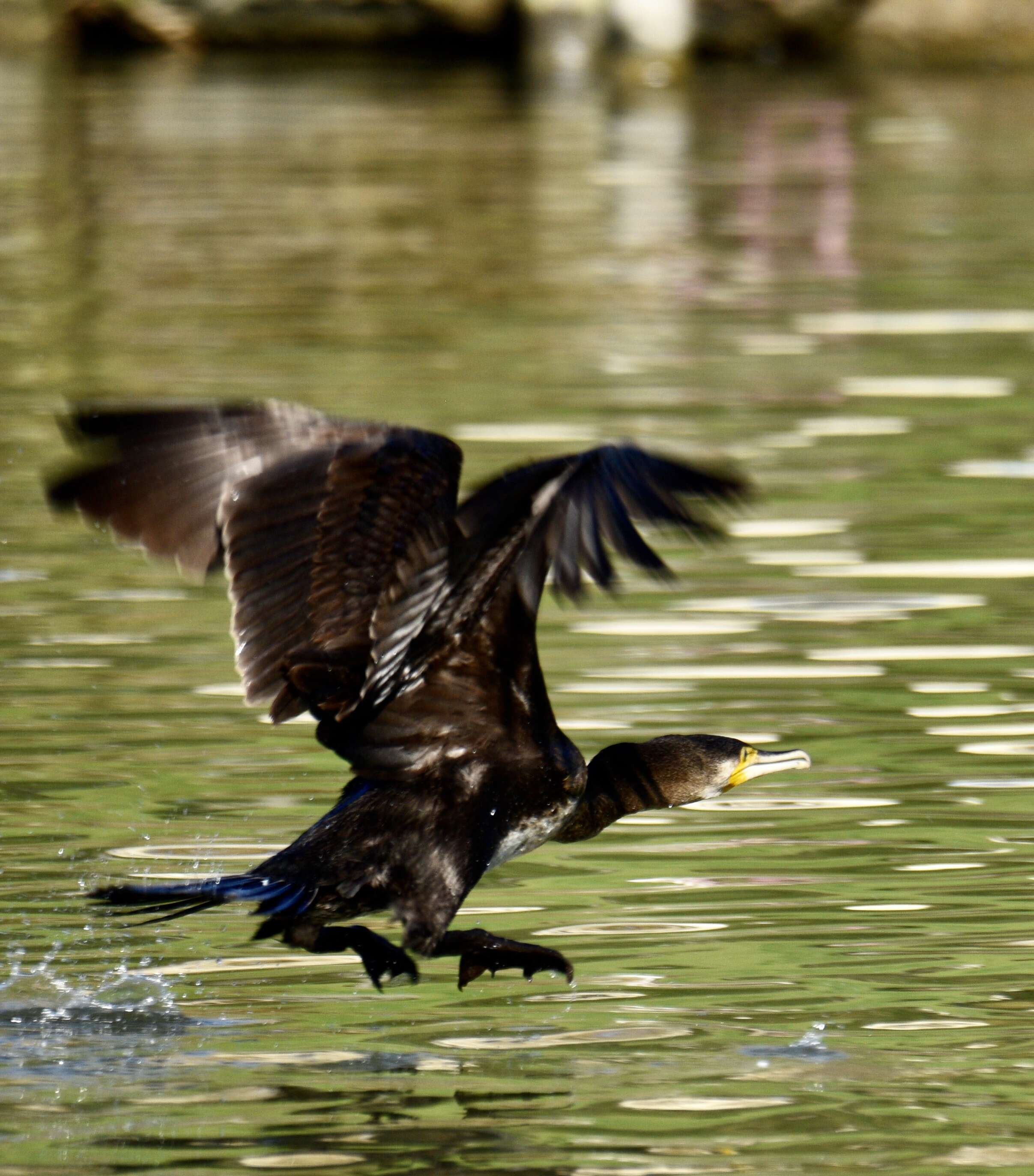 Image of Black Shag