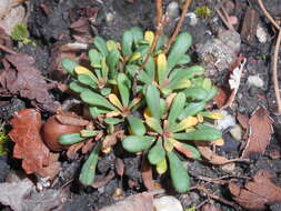 Image of Limonium minutum (L.) Chaz.