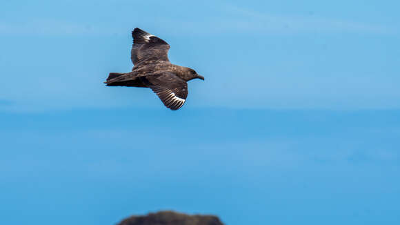 Image of Brown Skua