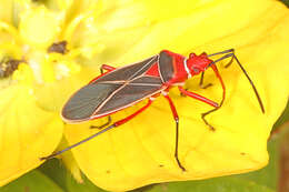 Image of Cotton Stainer