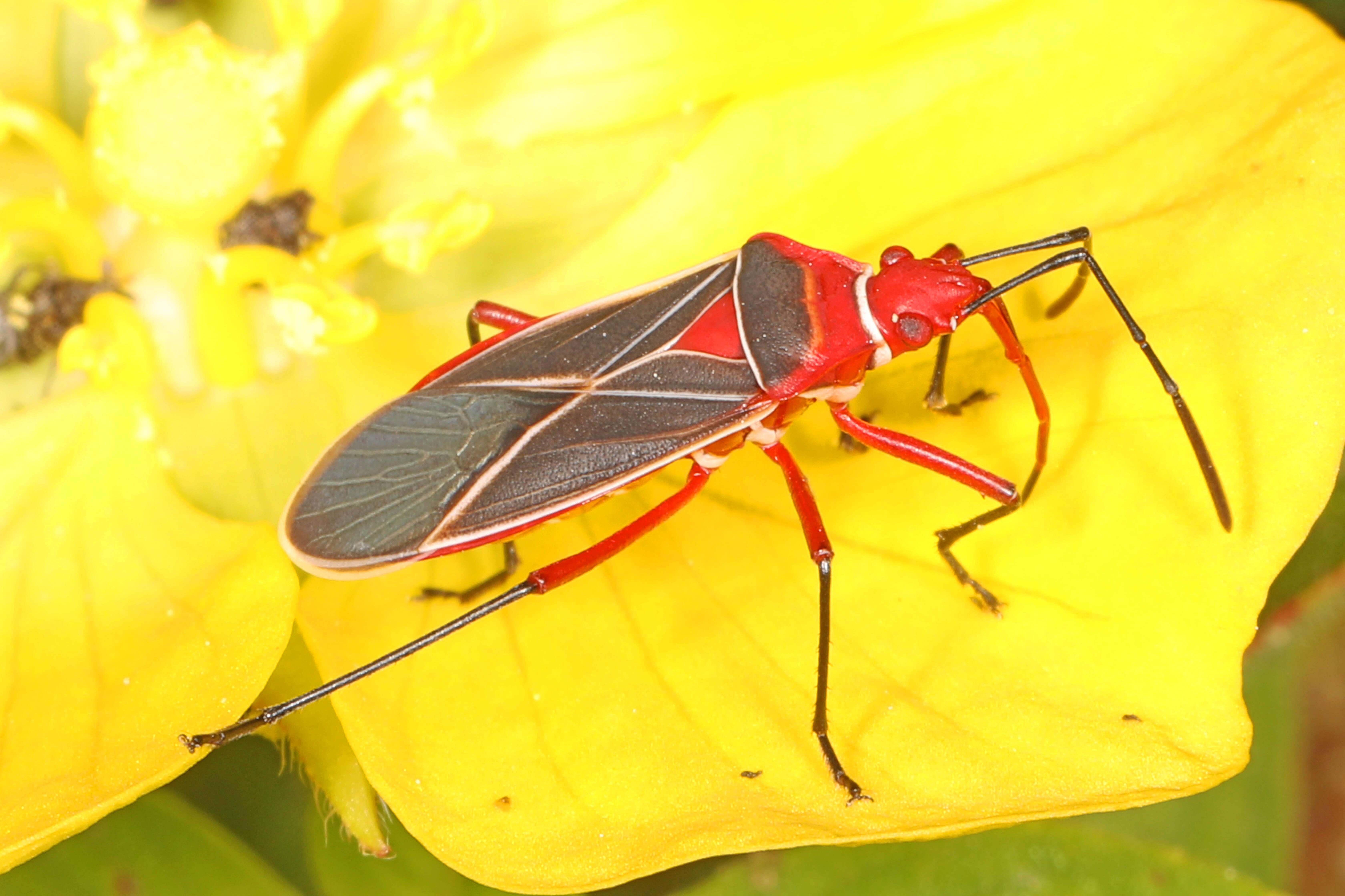 Image of Cotton Stainer