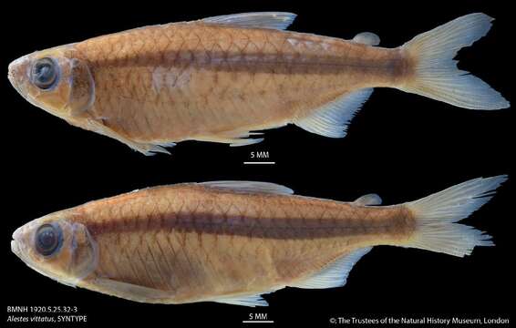 Image de Micralestes vittatus (Boulenger 1917)