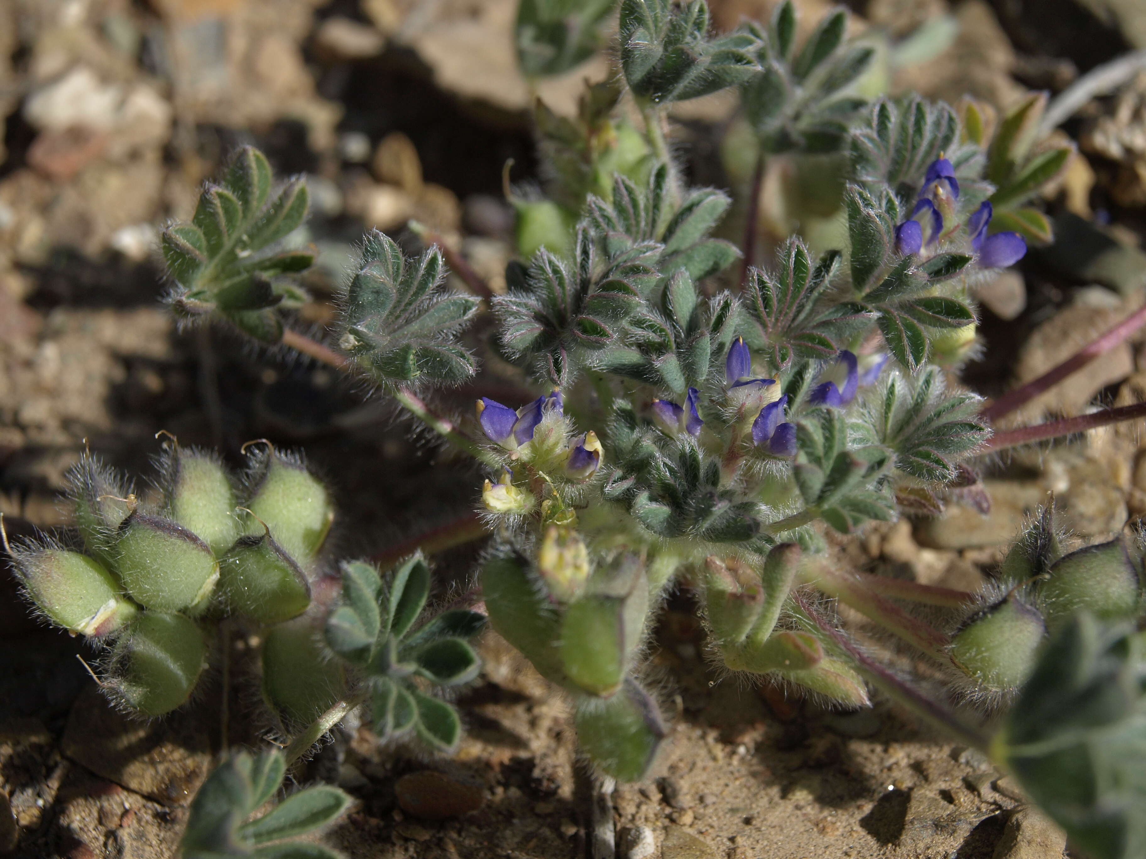 Image of shortstem lupine