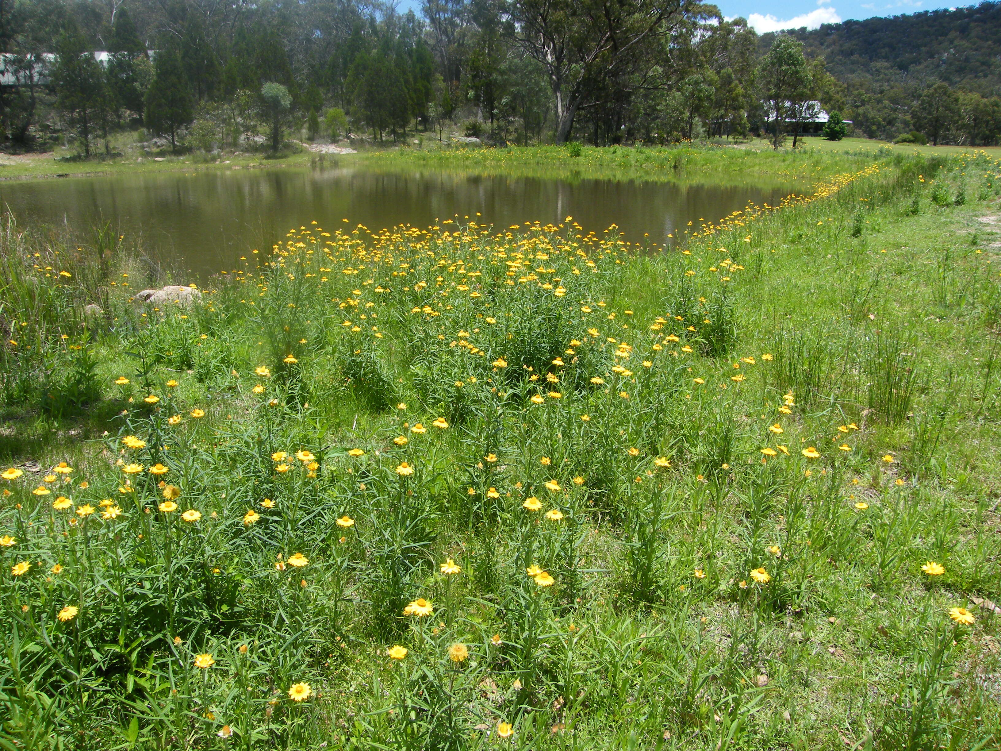 Image of bracted strawflower