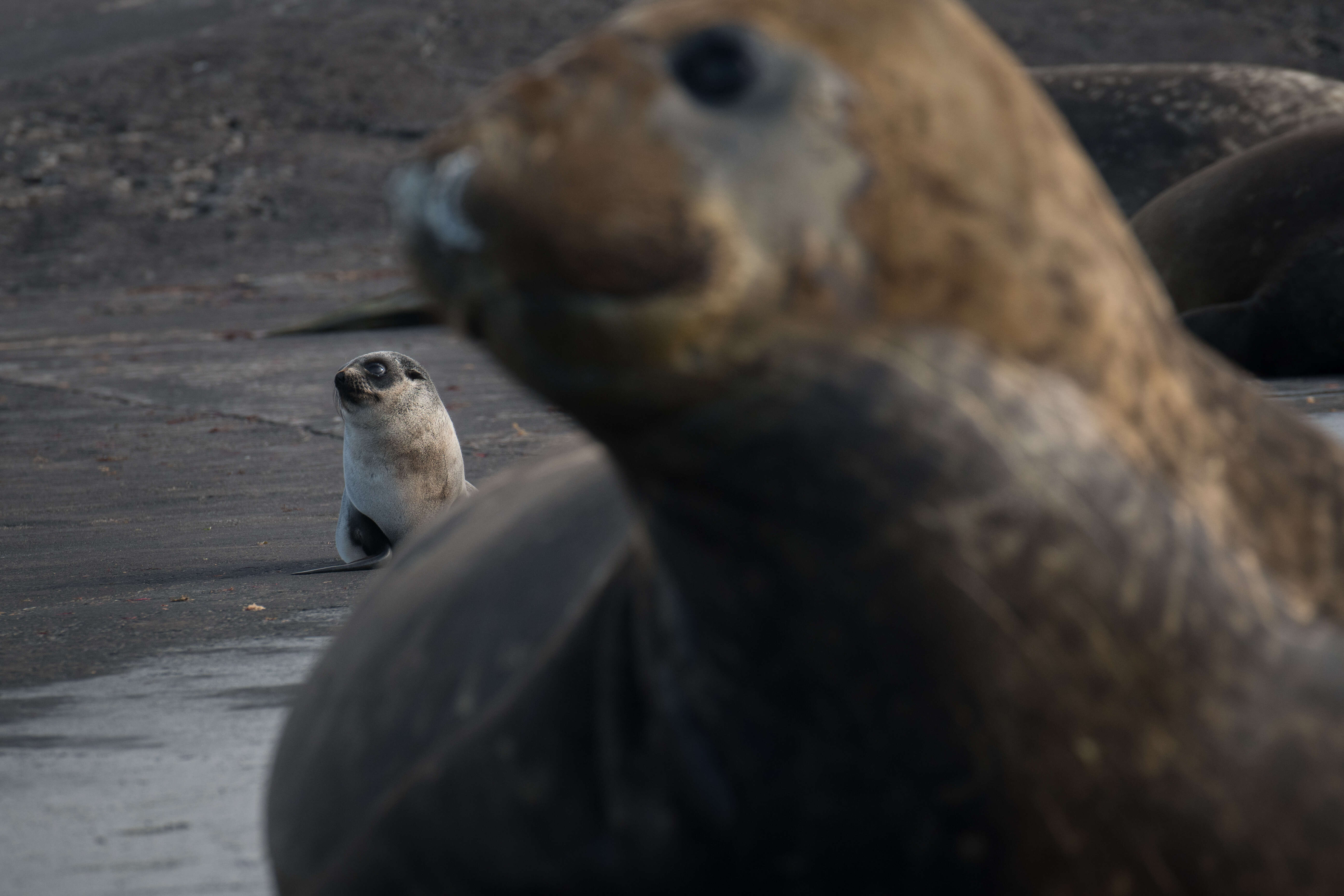 Image of South Atlantic Elephant-seal