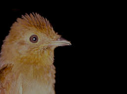 Image of Russet-winged Schiffornis