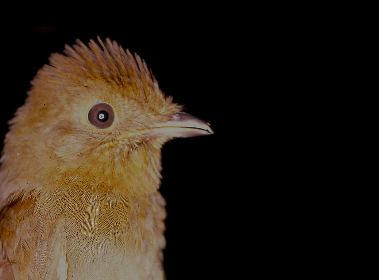 Image of Russet-winged Schiffornis