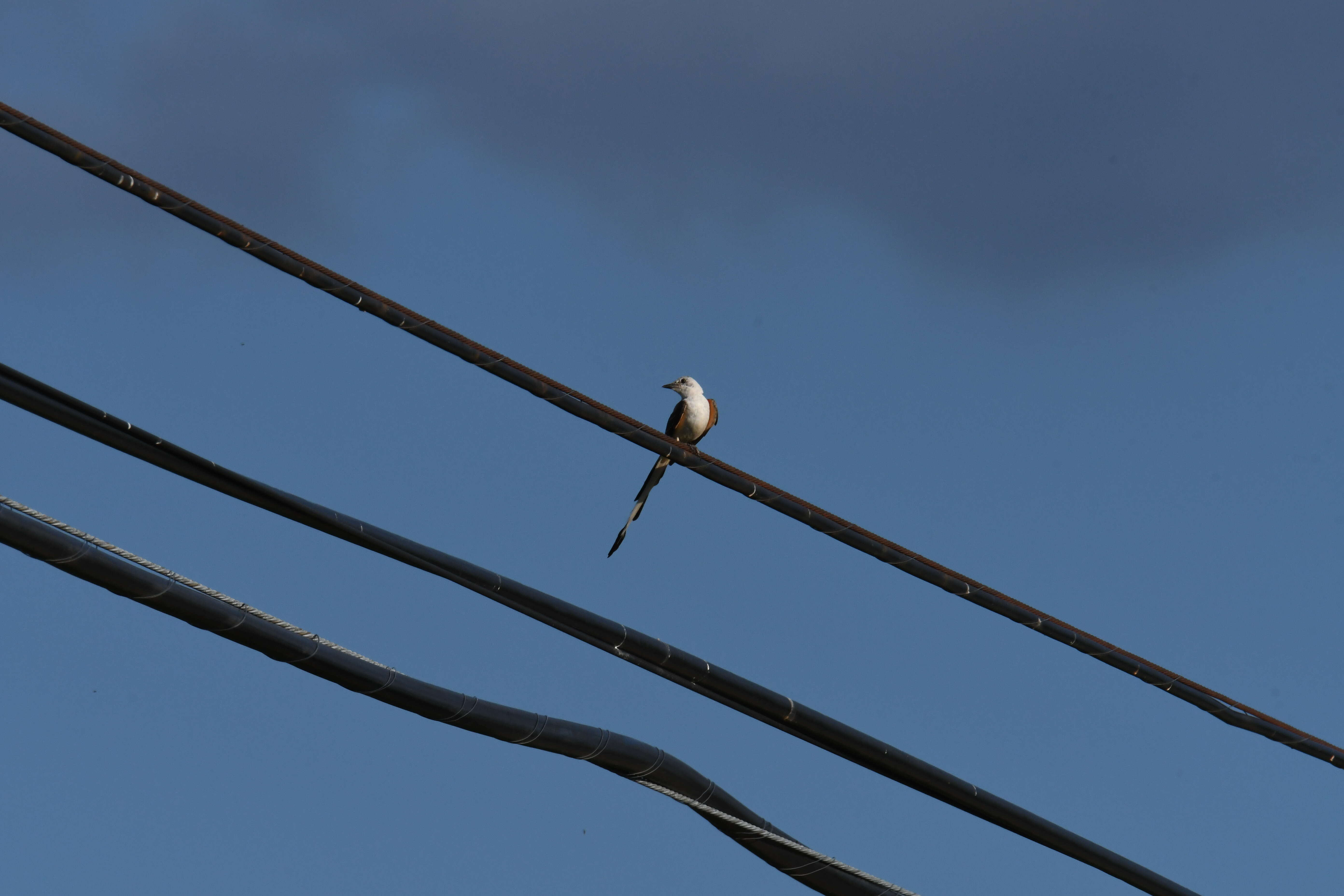 Image of Scissor-tailed Flycatcher