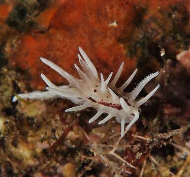 Image of Okenia brunneomaculata Gosliner 2004