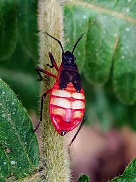 Image of Dysdercus albofasciatus