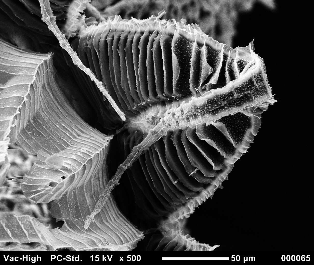 صورة Brachythecium salebrosum W. P. Schimper ex B. S. G. 1853