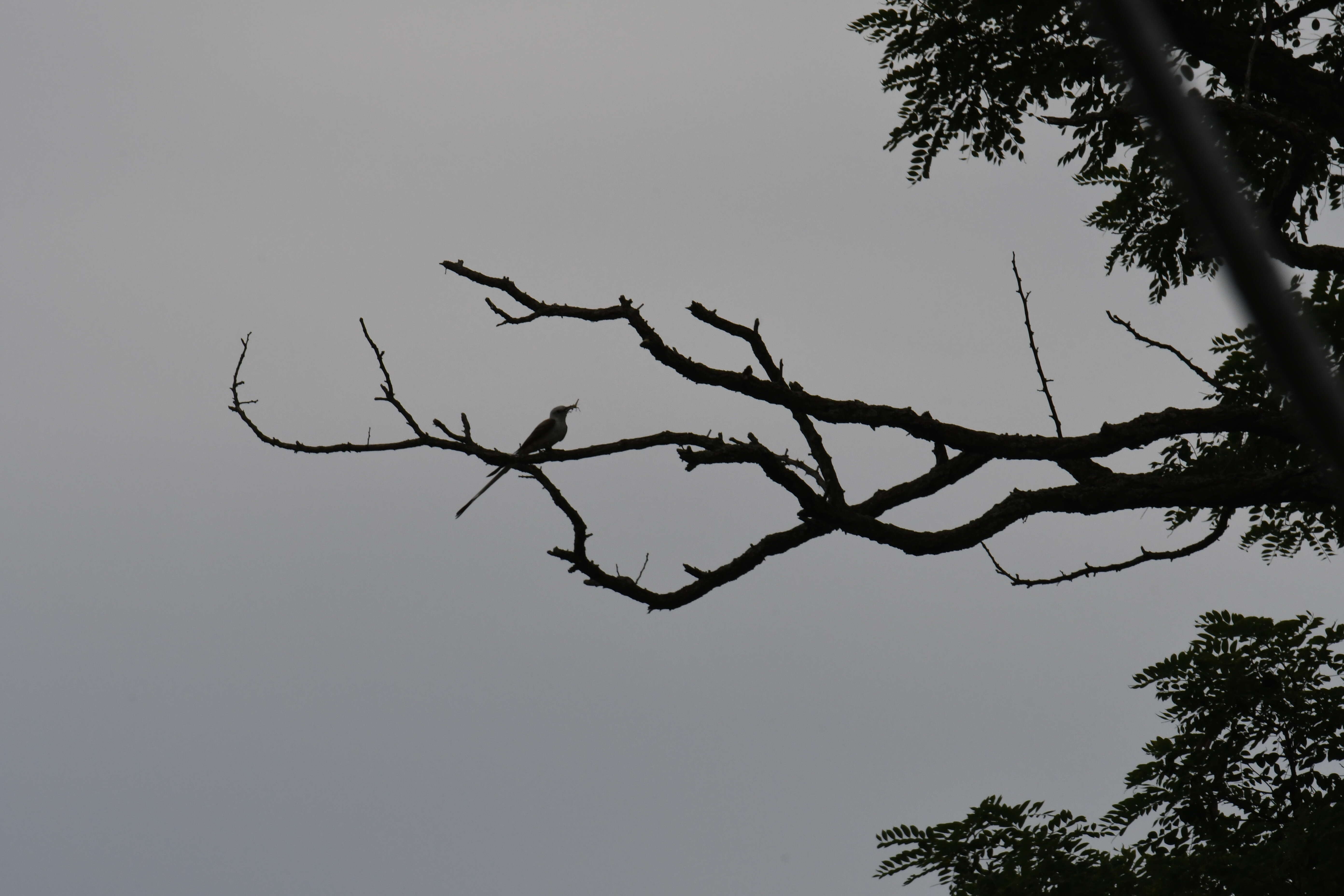 Image of Scissor-tailed Flycatcher