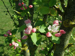 Image de Malus micromalus Makino