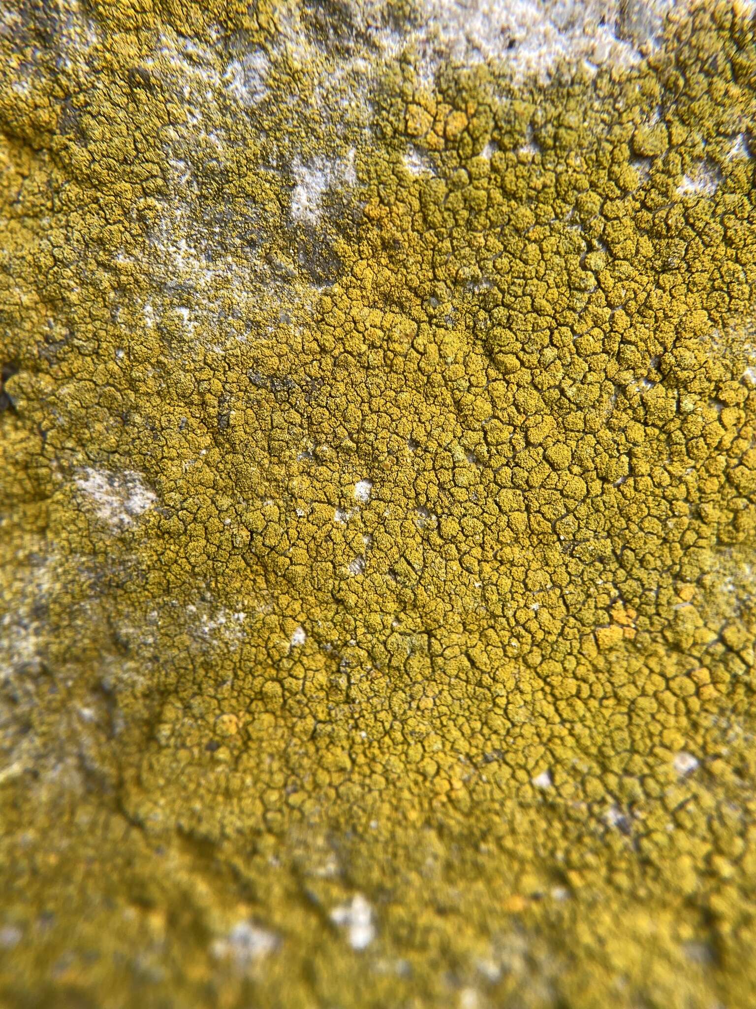 Image of eggyolk lichen