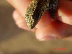 Image of Socorro Island Tree Lizard