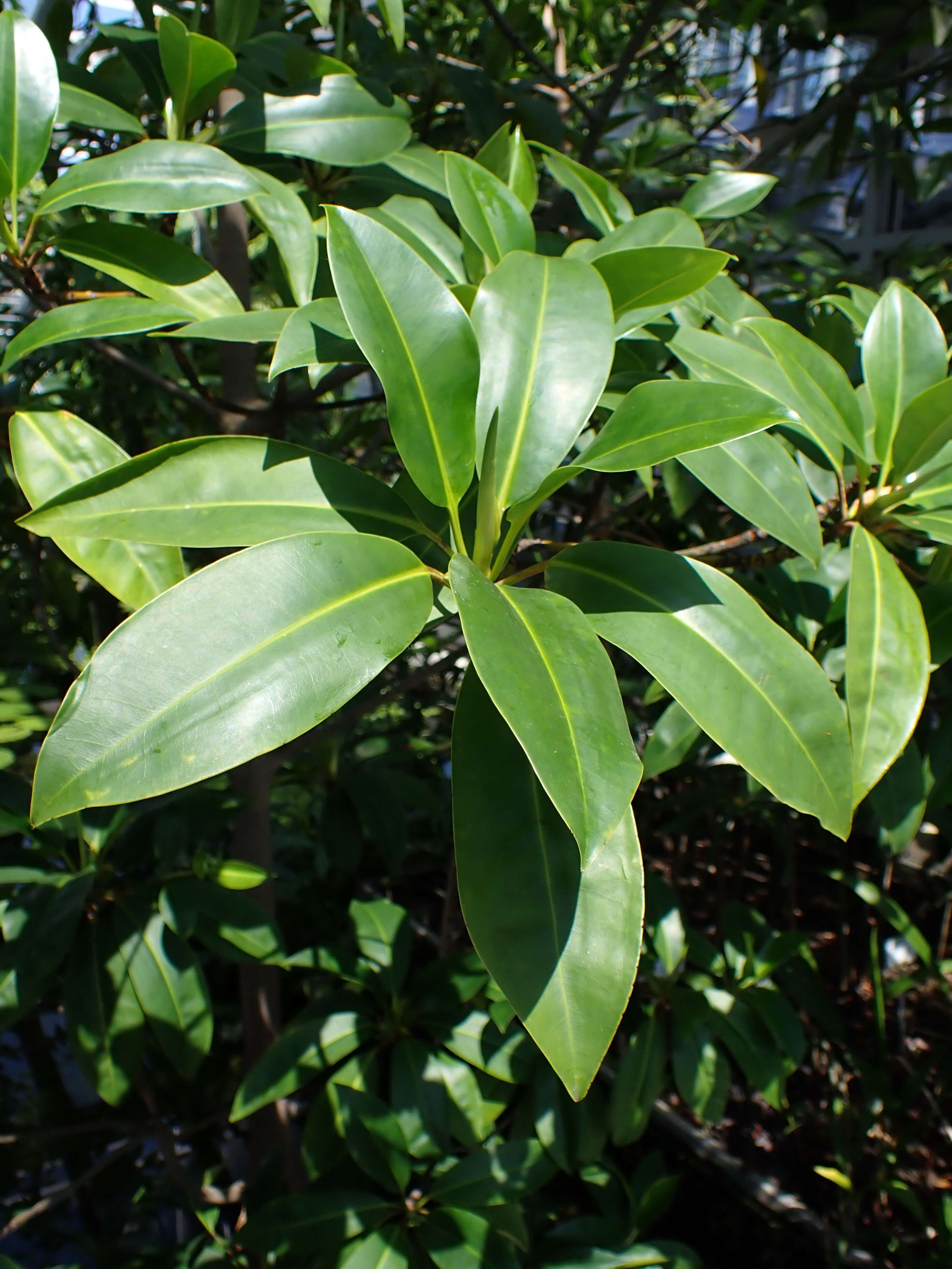 Image of Oriental mangrove