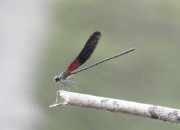 Image of Smoky Rubyspot