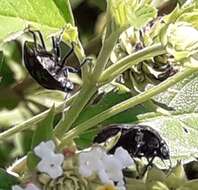 Image of Orsilochides variabilis (Herrich-Schaeffer 1837)