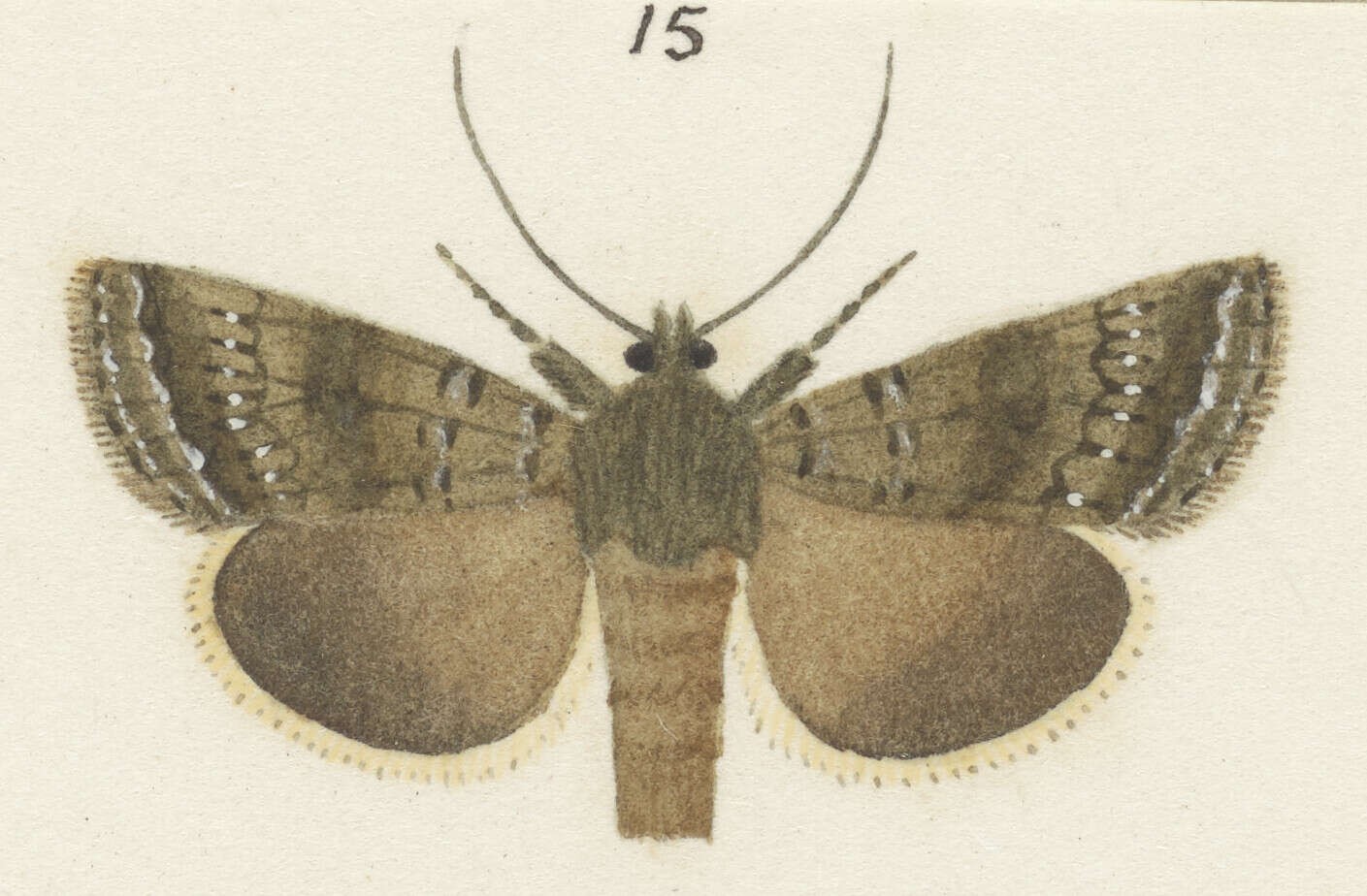 Image of Ichneutica moderata