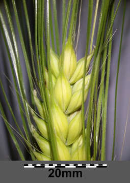 Image of common barley