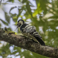 Image of Lesser Spotted Woodpecker