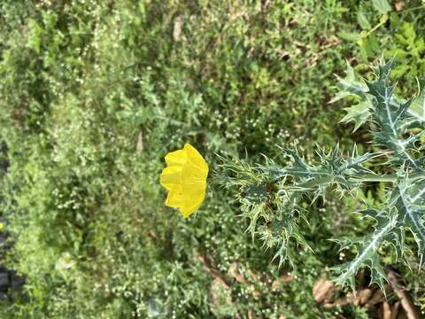 Image of Mexican pricklypoppy