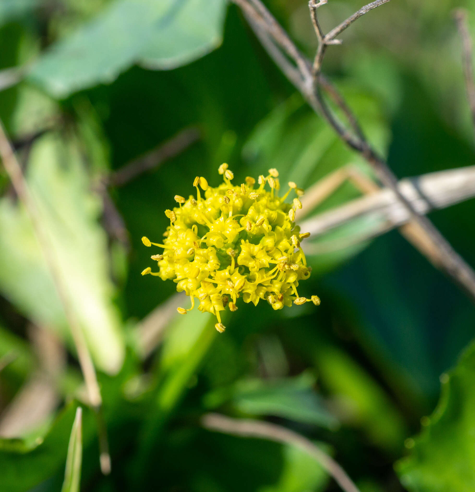 Image of adobe snakeroot