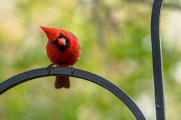 Image of Cardinalis Bonaparte 1838