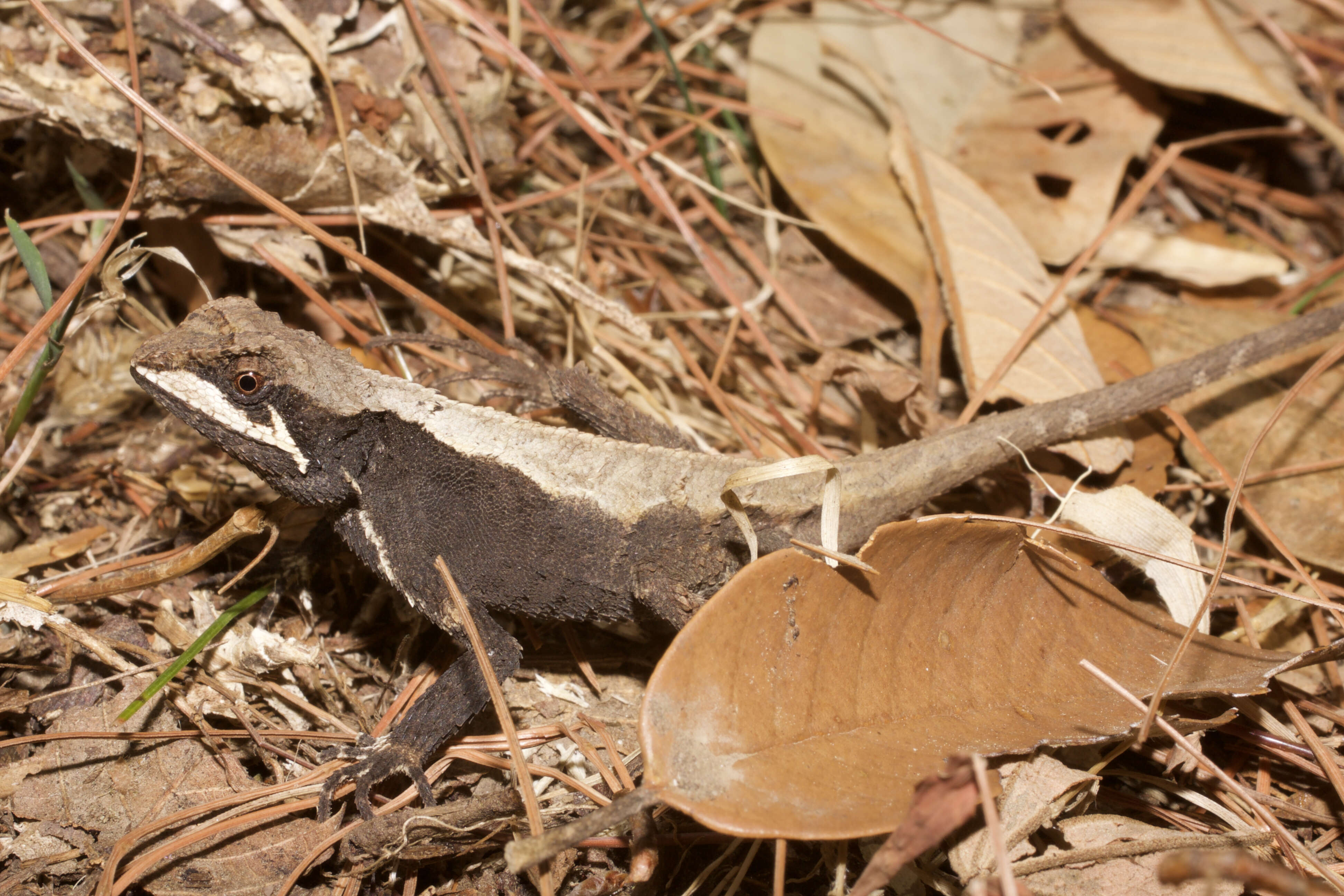 Image of Ota's mountain lizard