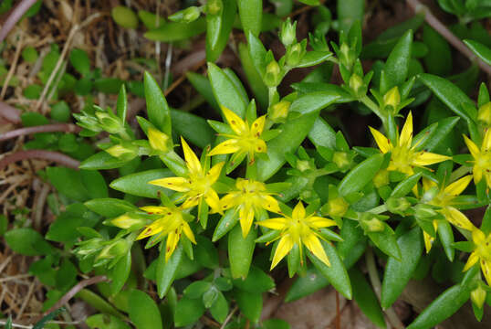 Image of stringy stonecrop