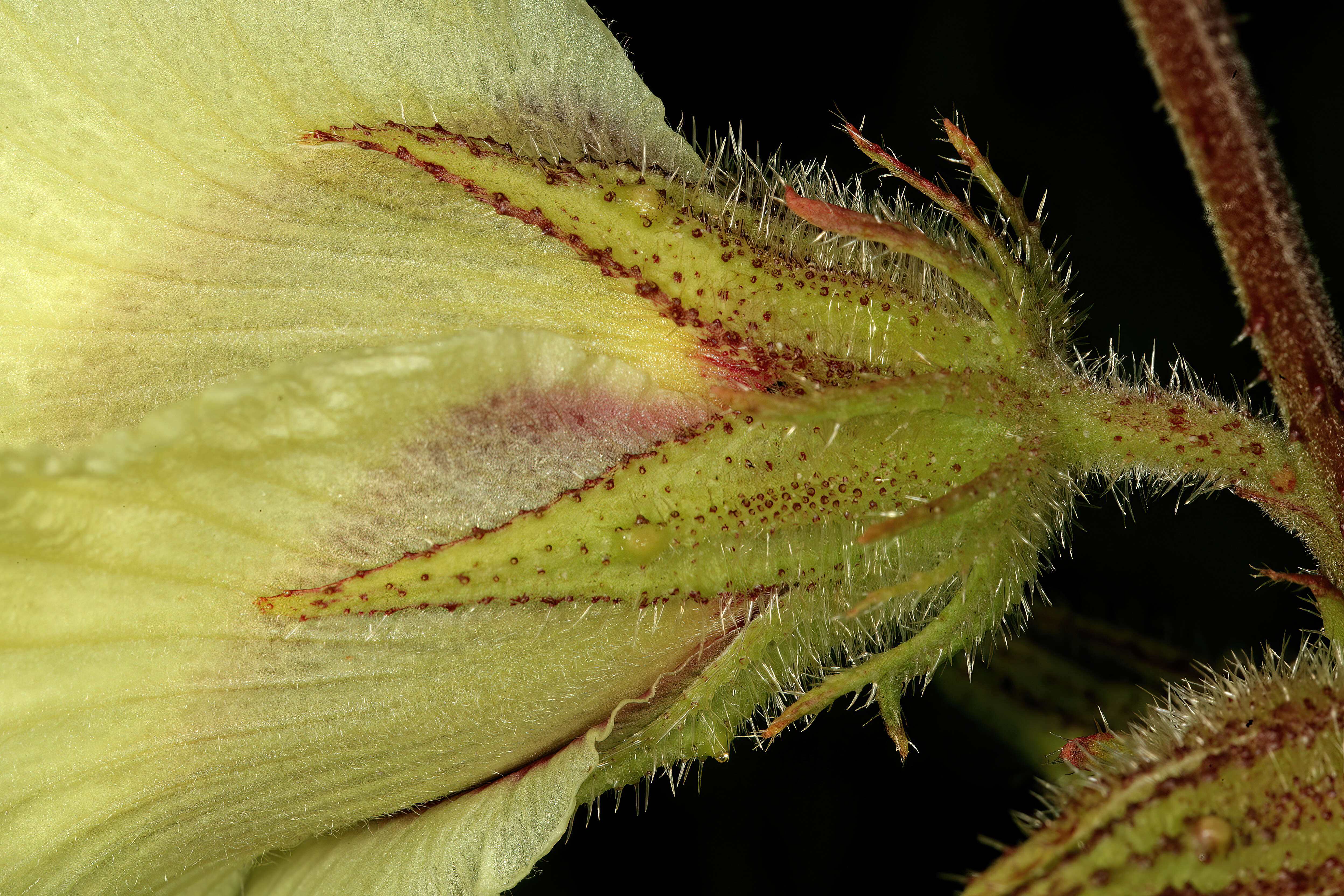 Imagem de Hibiscus diversifolius Jacq.