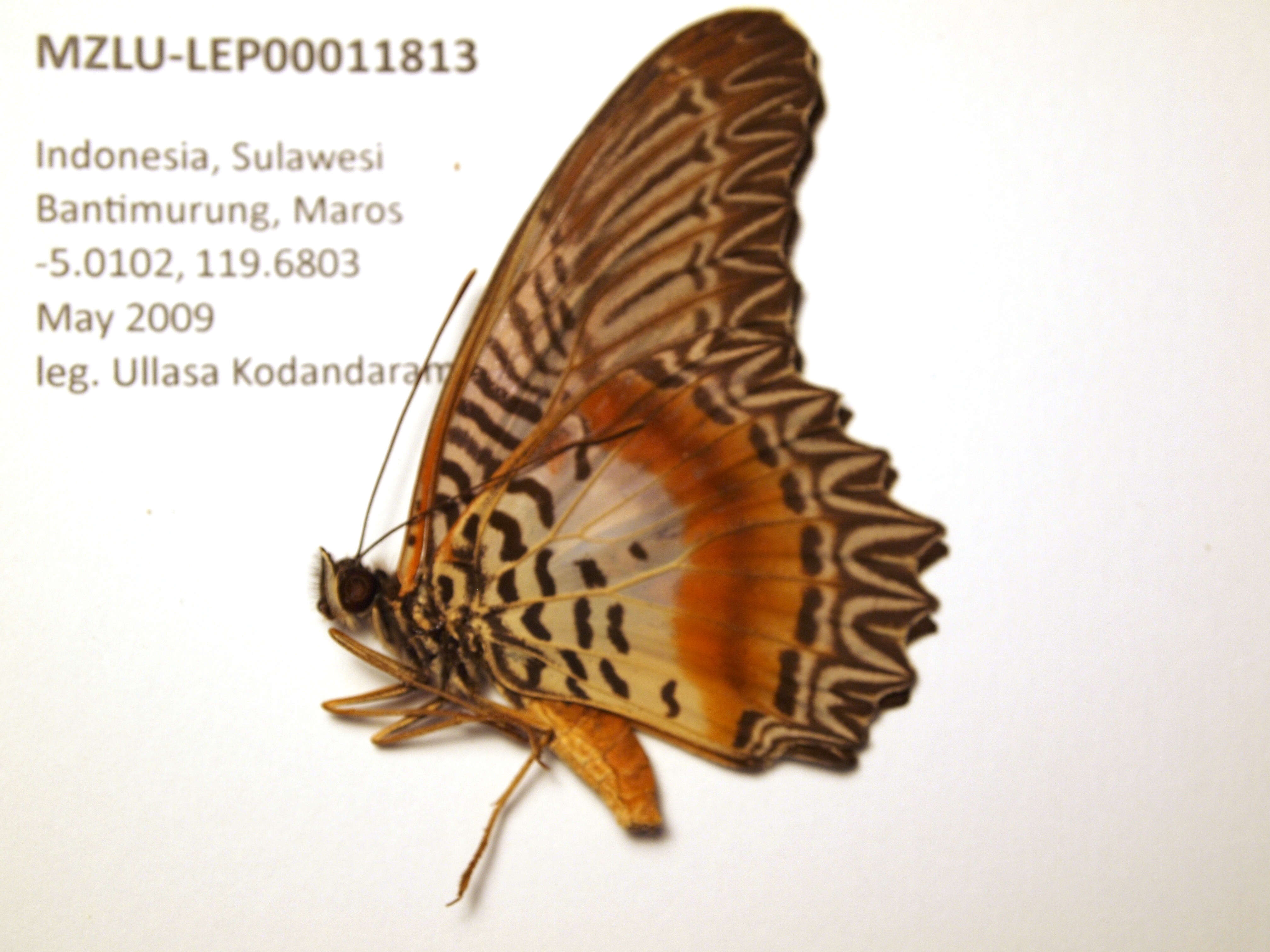 Cethosia myrina Felder & Felder 1865 resmi