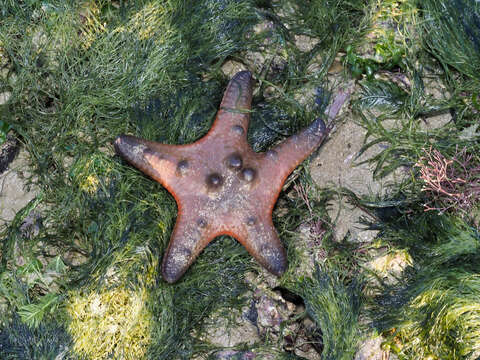 Image of chocolate chip sea star