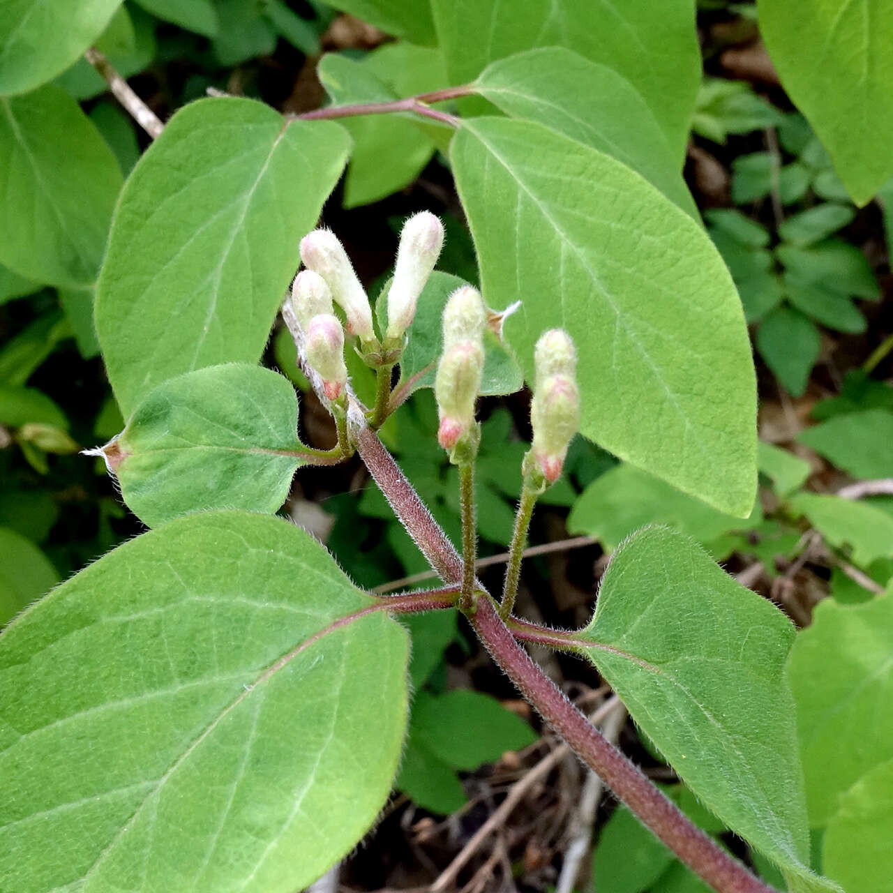 Imagem de Lonicera xylosteum L.