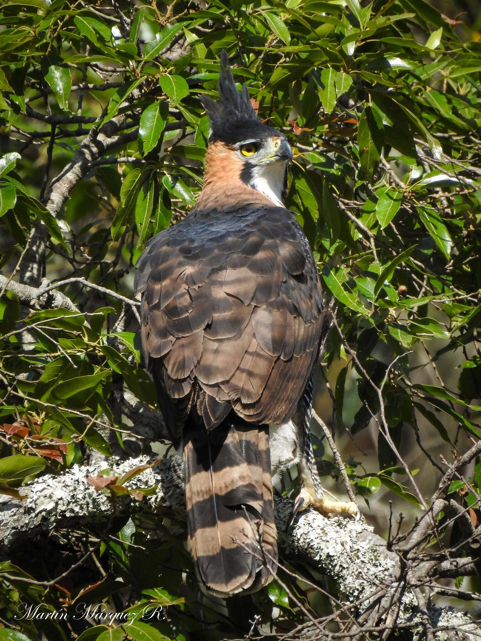 Image of Ornate Hawk-Eagle