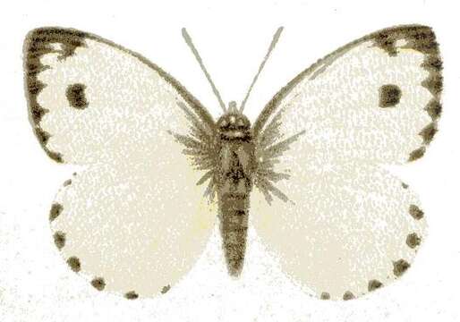 Image of Dixeia charina (Boisduval 1836)