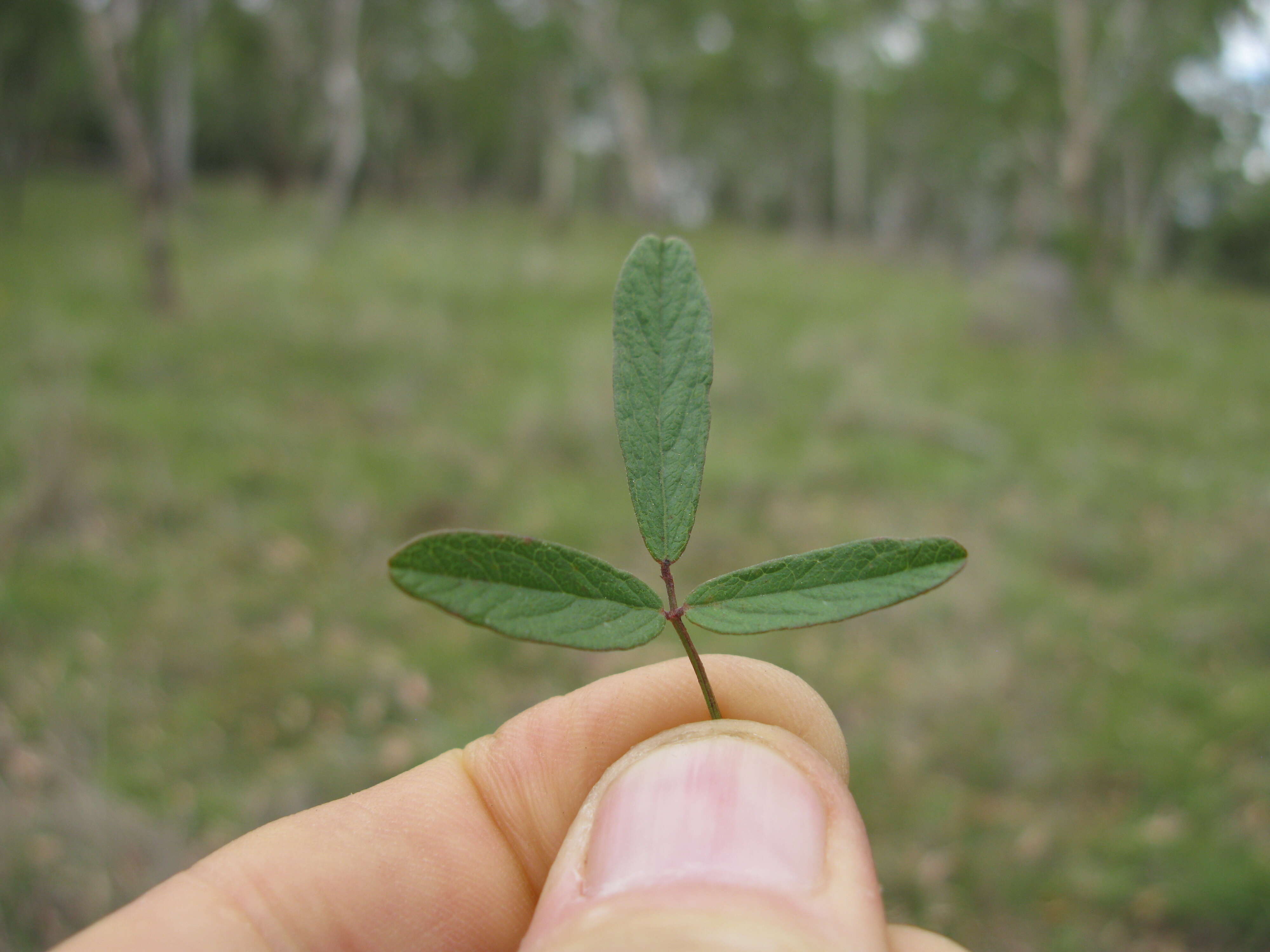 Image of Desmodium varians (Labill.) G. Don