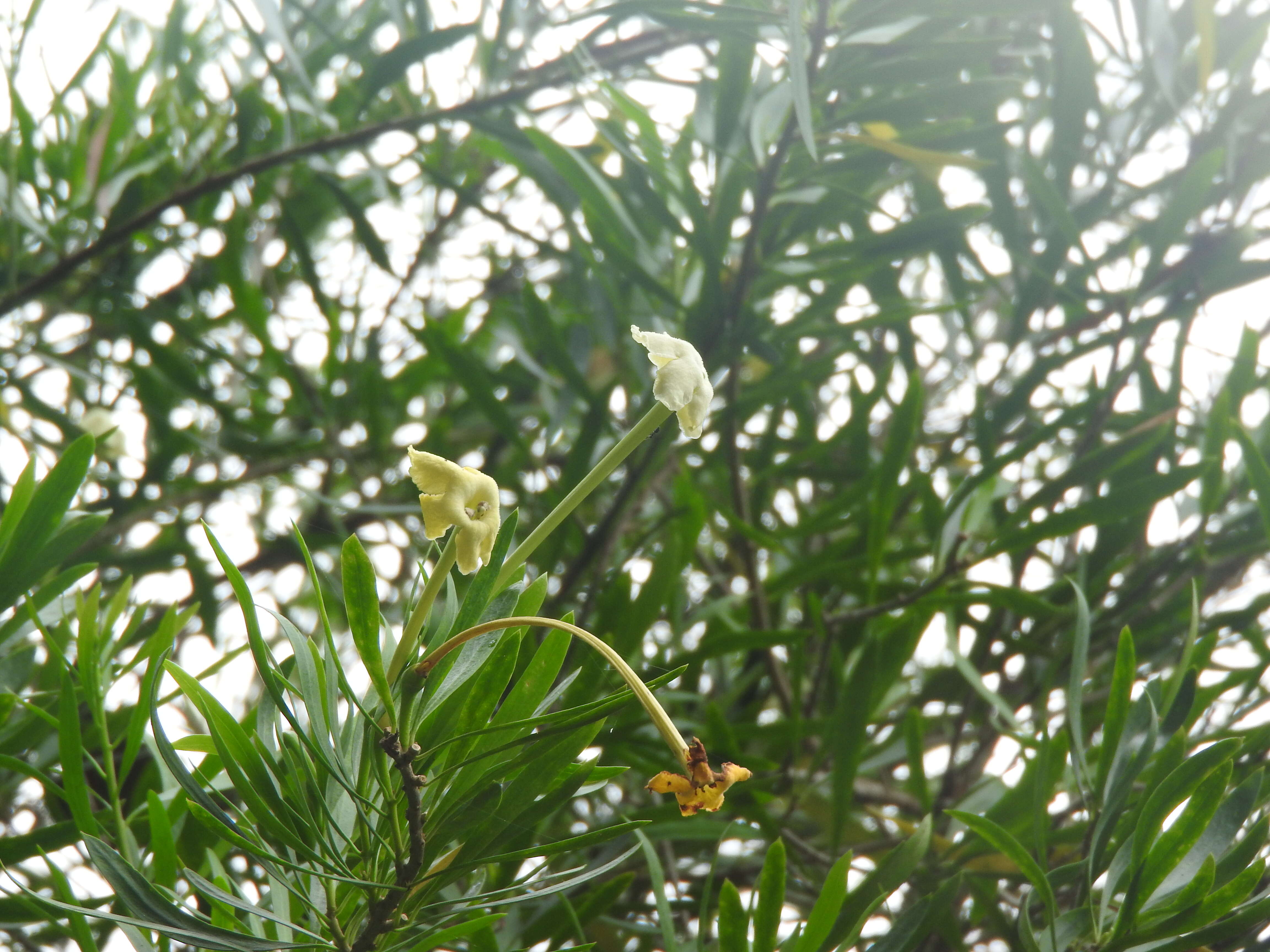 Image of Serpentine Hill raintree