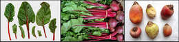 Image of sea beet