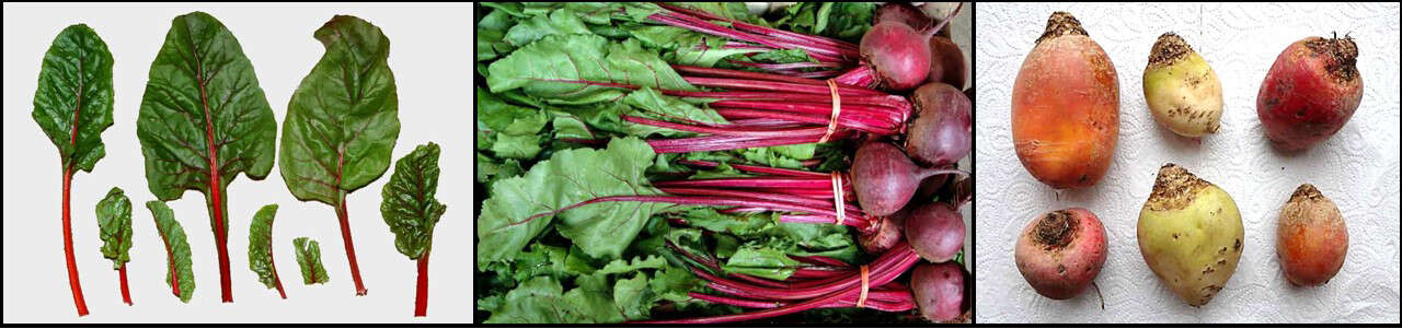 Image of sea beet