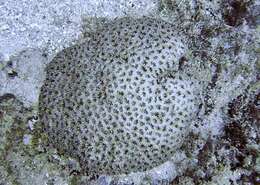 Image of Knob Coral