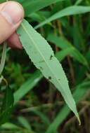 Image of Almond-leaved Willow