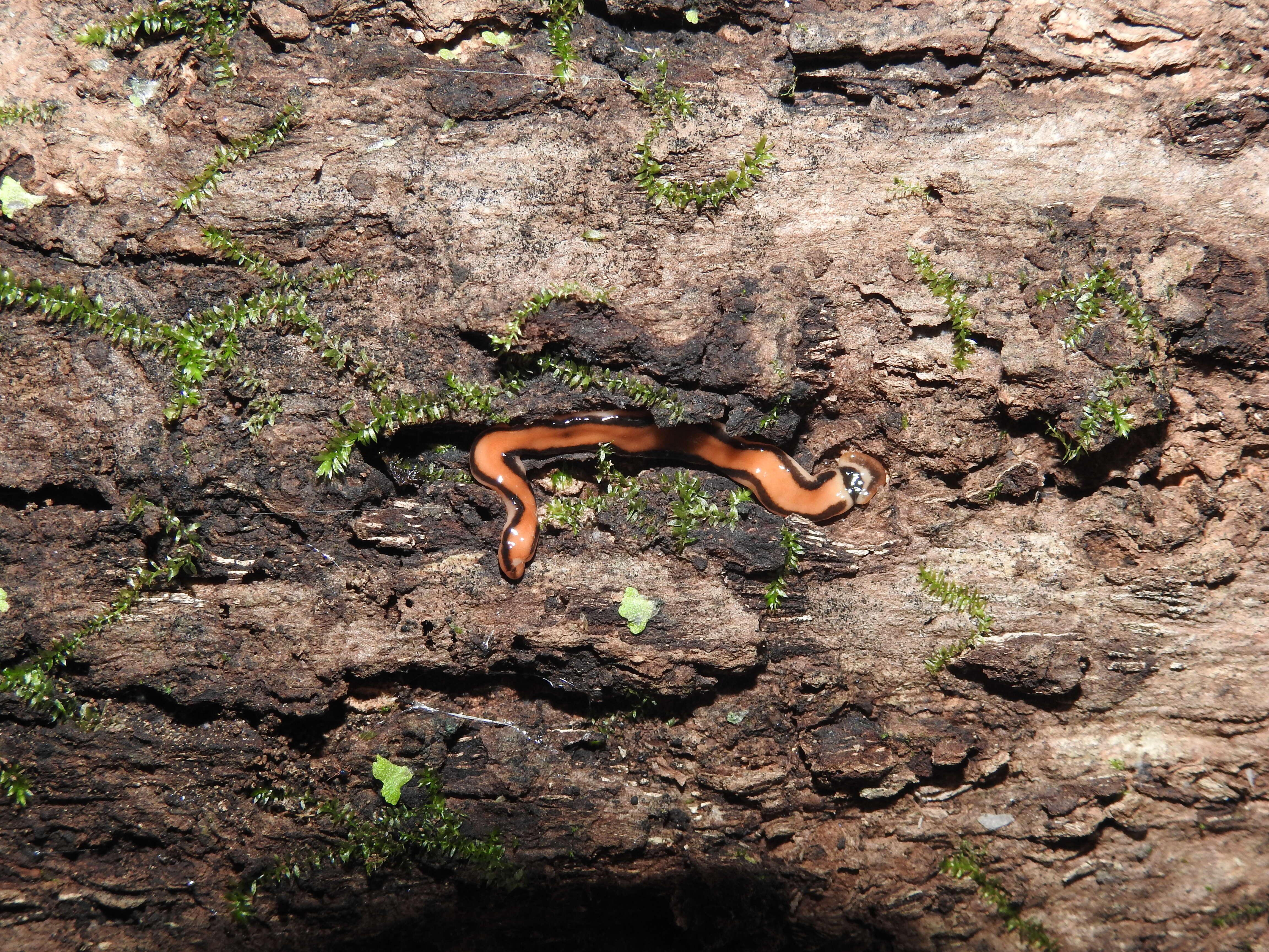 Image of flatworms