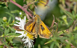 Atalopedes campestris Boisduval 1852 resmi