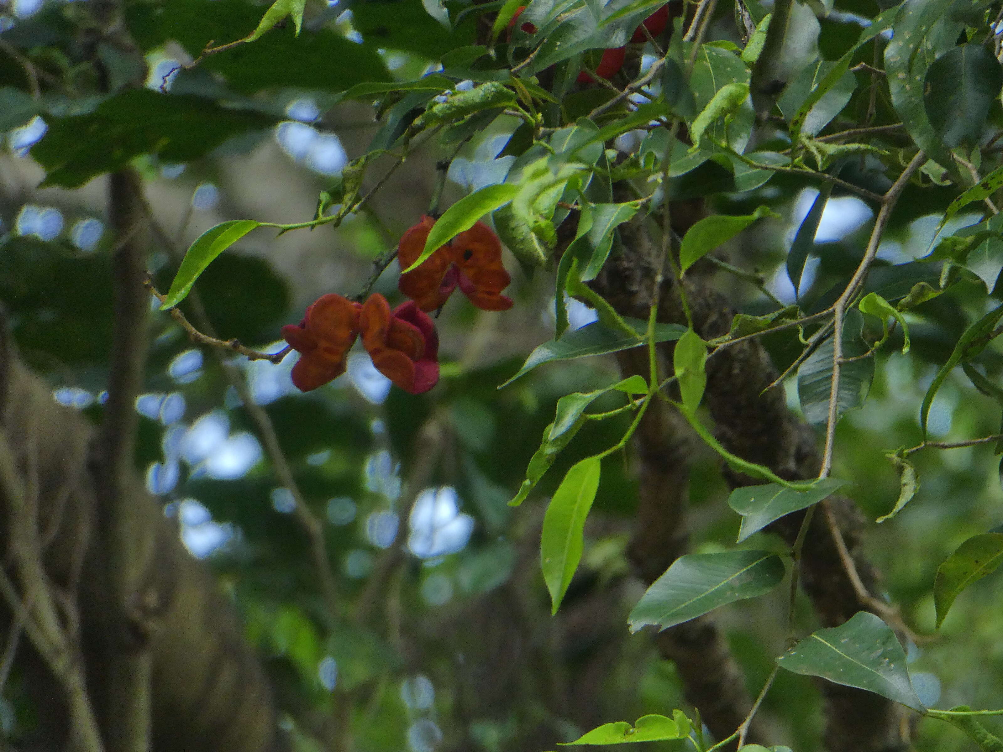 Imagem de Archidendron lucyi F. Muell.